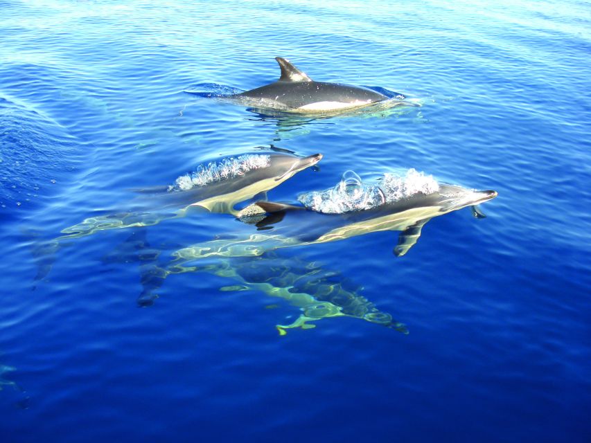 Fuzeta: Dolphin Observation Tour - Fuzeta and the Ria Formosa: Why this area is a dolphin magnet