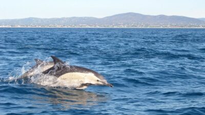 Fuzeta: Dolphin Observation Tour - On board experience: What you get (and what you should bring yourself)