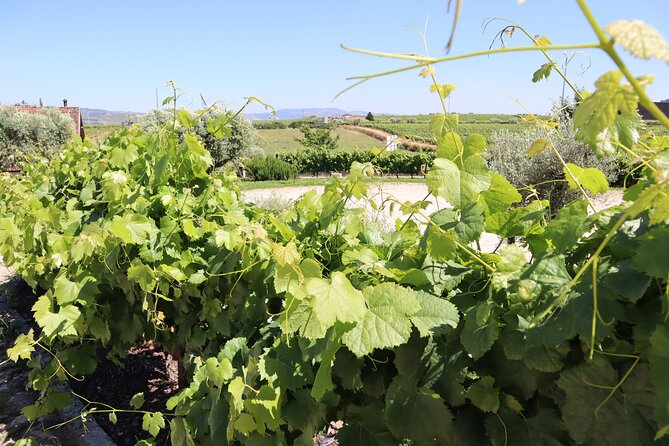 Genuine Douro Valley Tour: Visit 2 Wineries, Lunch & River Cruise - Wine, lunch, and dietary options that actually help
