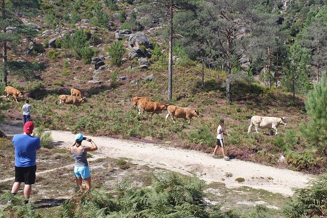 Gerês Nature,Waterfalls,Tasty Lunch!Small Group,Offer Wine bottle - Small group size plus a real mountain guide