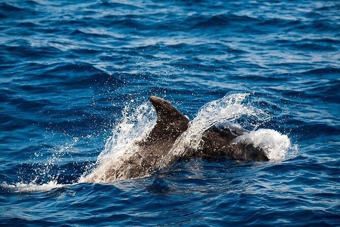 Glass Bottom Boat Tour & Snorkeling in São Miguel, Azores - The Glass-Bottom Boat Ride: How You Get Real Undersea Views