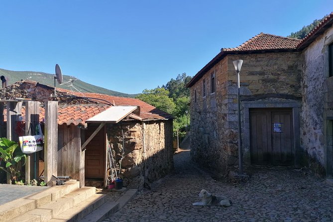 Half-day Hike & Picnic with Dog Love in Porto's Mountains - Ricardo and Shy: The Human (and Canine) Factor That Changes the Day