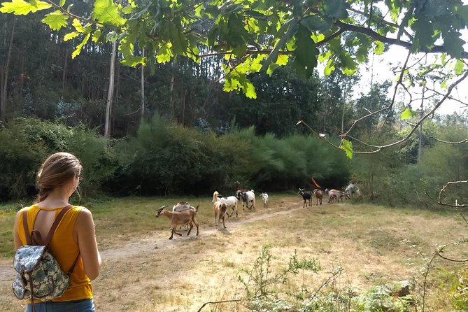Half-day Hike & Picnic with Dog Love in Porto's Mountains - Book It or Skip It: My Decision Guide