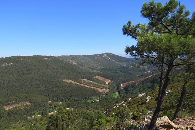 Half-day Hike & Picnic with Dog Love in Porto's Mountains - Picnic Lunch in the Hills: Real Food Beats the Usual Tour Trap