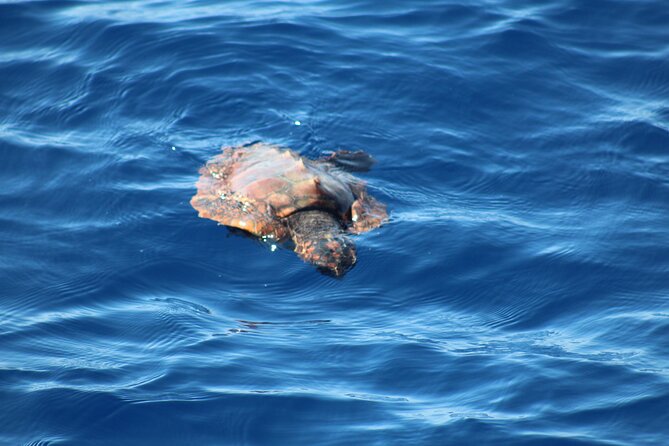 Half Day Madeira Island Cruise with Lunch - What This 5-Hour Madeira Boat Cruise Includes (and Why $83.87 Works)