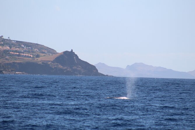Half Day Madeira Island Cruise with Lunch - Rua Virgílio Teixeira to Calhau da Lapa: Coast Views and Wildlife Reality Checks