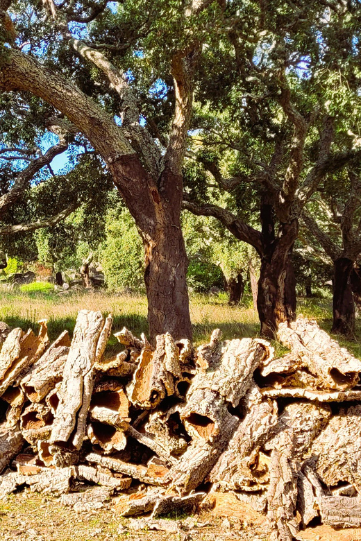 Half-Day Mountain Jeep Safari with firewater tasting - Pickup and Drop-Off: Six Areas, One Simple Day