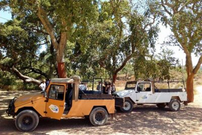 Half Day Safari Tour with Wine Tasting - Pickup in Albufeira: Convenient Start, Clear “Meeting Point” Anchoring