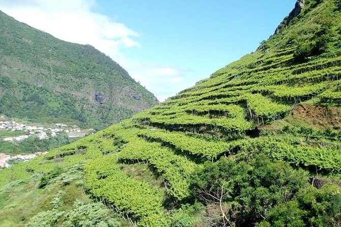 Half-Day Small-Group Wine Tour in Madeira - Half-Day Madeira Wine Tour That Fits Real Vacation Time