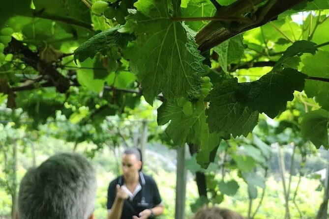 Half-Day Small-Group Wine Tour in Madeira - From Your Hotel to the Vineyard: Enologist-Led Tasting Time
