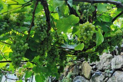 Half-Day Small-Group Wine Tour in Madeira - Cabo Girão at 580 Meters: Views First, Small Fee Second