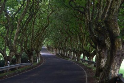 Half Day Terceira Island Tour by 4x4 - The route: viewpoints, off-road roads, and plant stops that make photos better