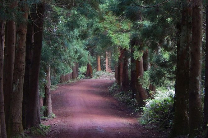 Half Day Terceira Island Tour by 4x4 - Price check: is $96.55 worth it?