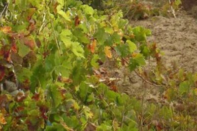 Half-Day Tour in Cascais / Sintra with Brunch and Wine Tasting - Moinho Dom Quixote Brunch: Old-Windmill Setting, Sea Views
