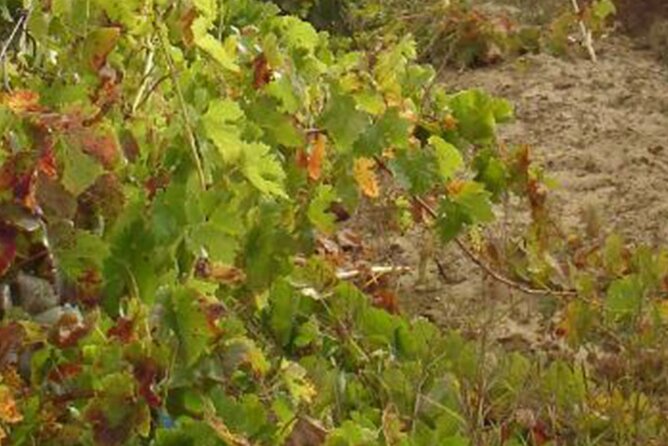 Half-Day Tour in Cascais / Sintra with Brunch and Wine Tasting - Moinho Dom Quixote Brunch: Old-Windmill Setting, Sea Views