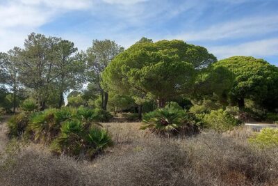 Half Day Walking Tour in Ria Formosa Nature Park - The 6 km wetlands walk: what you’ll actually pass through