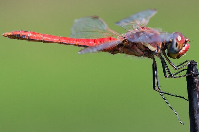Half Day Walking Tour in Ria Formosa Nature Park - Plants, insects, and the “small stuff” that makes the wetlands believable