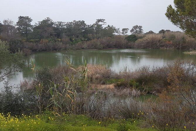 Half Day Walking Tour in Ria Formosa Nature Park - How the guide ties nature to people and history