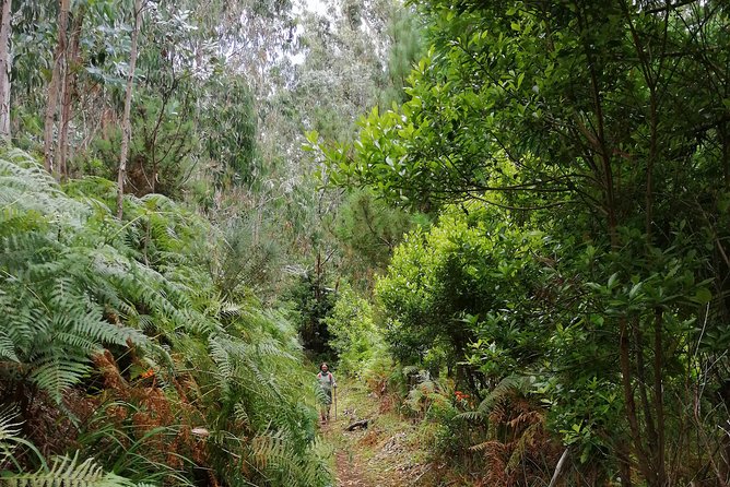 Hiking and Trekking tours in Madeira - Price and Value: What You’re Paying for at $120.02