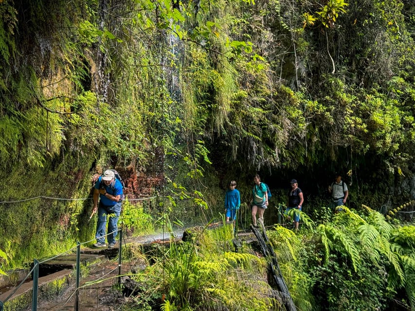 Hiking Madeira: Levada do Rei and the Majestic Laurissilva - Laurisilva de Madeira: UNESCO forest, Firecrest birds, and quiet real nature time
