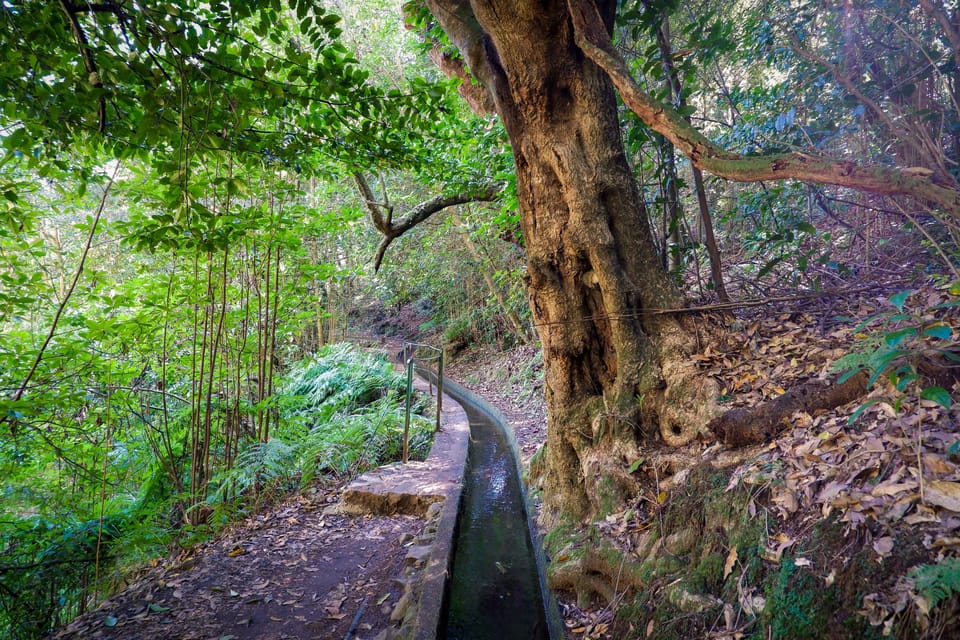Hiking Madeira: Levada do Rei and the Majestic Laurissilva - Who should book this hike, and who should skip it