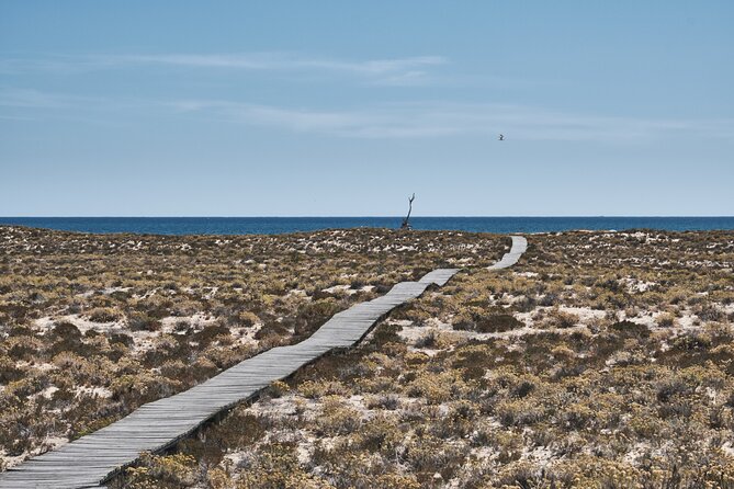 Hop On Hop Off 3 Islands: Deserta, Farol and Culatra - Island Stop 1: Animaris Ilha Deserta for Wildlife, Quiet, and Big Views