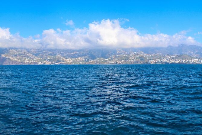 Hop-on Hop-off Bus Tour and Catamaran Whale & Dolphin Watching - Why the $55.27 price can make sense (if you use the extras)