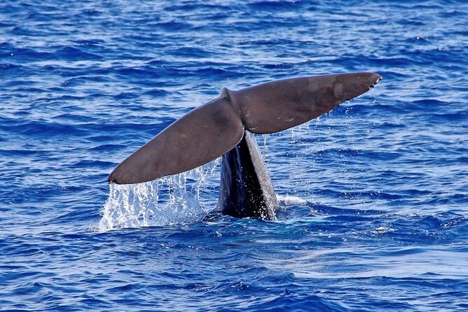 Hop-on Hop-off Bus Tour and Catamaran Whale & Dolphin Watching - Who this tour fits best