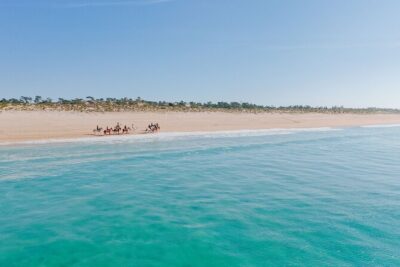 Horse Riding on the Beach with private transfer from Lisbon - Horses, Safety, and First-Time Rider Confidence