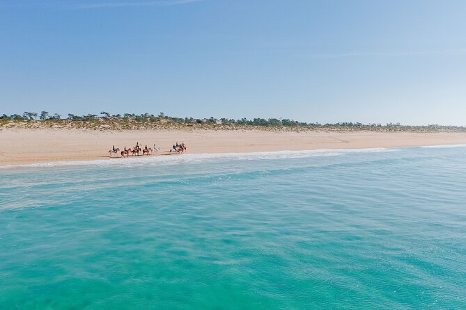 Horse Riding on the Beach with private transfer from Lisbon - Horses, Safety, and First-Time Rider Confidence