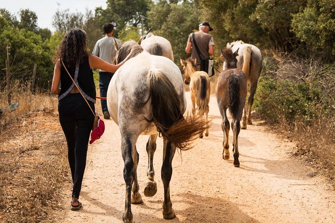 Horse Sanctuary: A nature walk with Rescued Horses by your side - Key things to know before you go