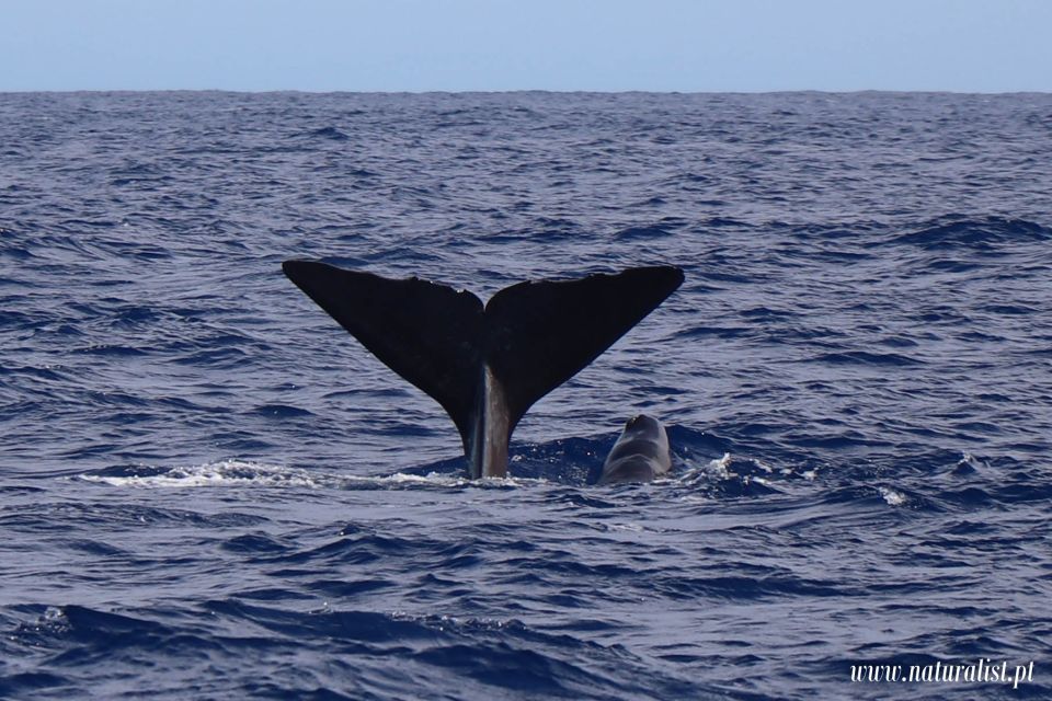 Horta: University Startup Whale and Dolphin RIB Boat Trip - Key things to know before you go