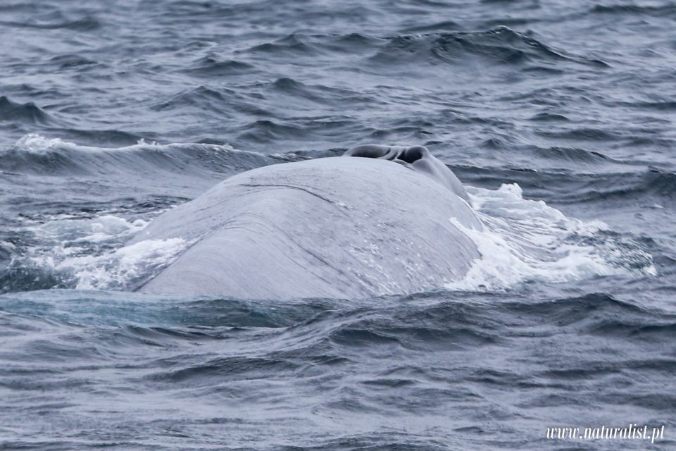 Horta: University Startup Whale and Dolphin RIB Boat Trip - Who should go, and who should skip this RIB day