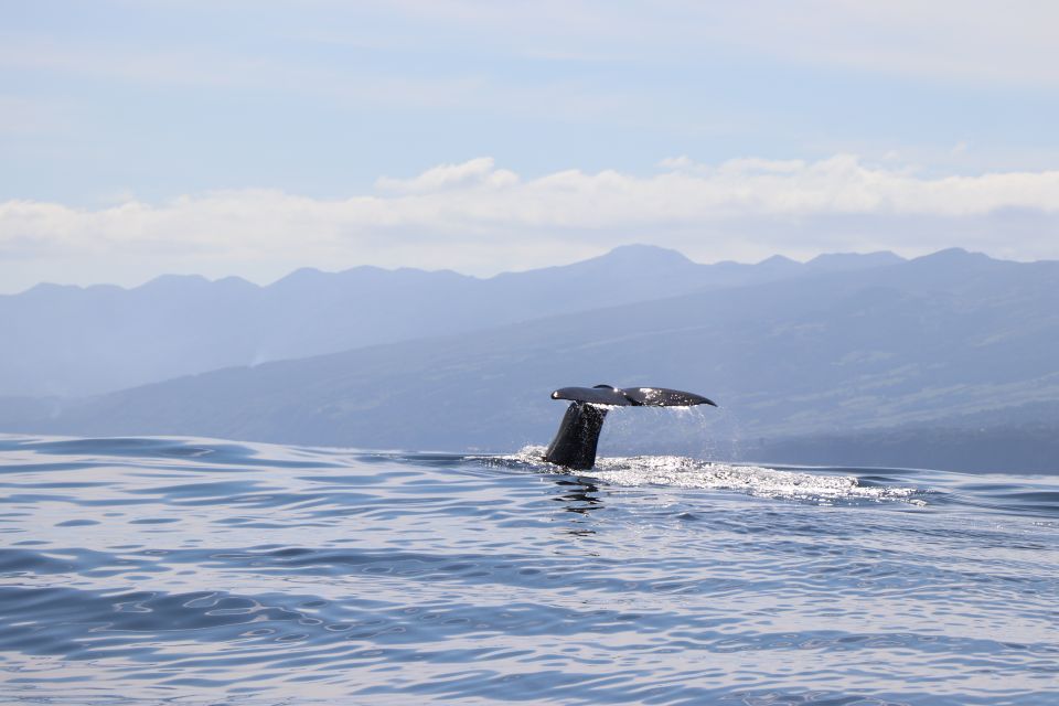 Horta: University Startup Whale and Dolphin RIB Boat Trip - Whales and science in Horta: what this trip really is