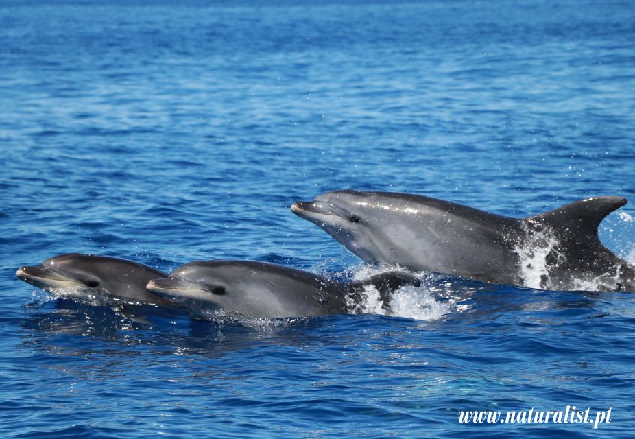 Horta: University Startup Whale and Dolphin RIB Boat Trip - The 10-minute safety briefing: quick, but worth paying attention to