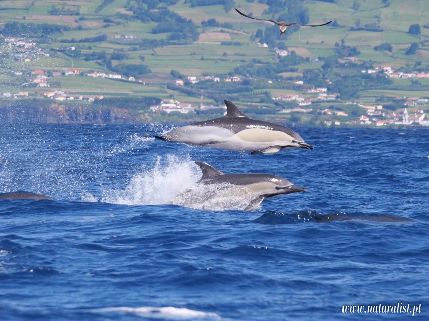 Horta: University Startup Whale and Dolphin RIB Boat Trip - Photo stop and watching time: how the 30 minutes feels