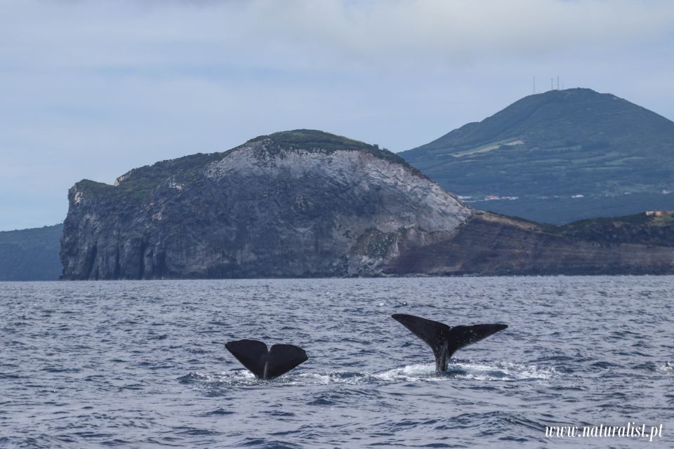 Horta: University Startup Whale and Dolphin RIB Boat Trip - What you could see: whales, dolphins, turtles, sharks, and seabirds