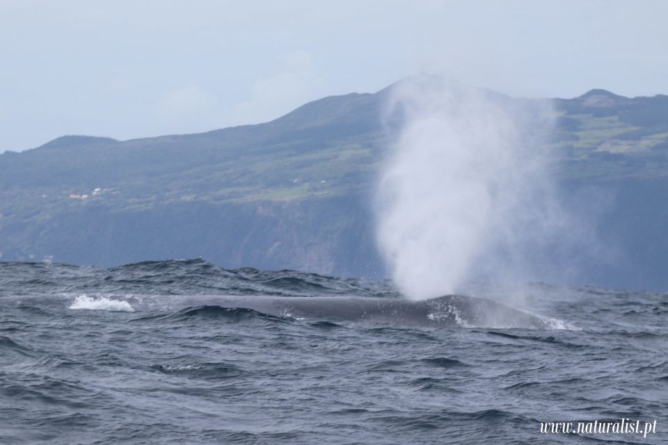 Horta: University Startup Whale and Dolphin RIB Boat Trip - Meet the experts: what the onboard marine biologist changes