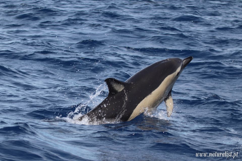 Horta: University Startup Whale and Dolphin RIB Boat Trip - Timing, groups, and the “bring the right stuff” checklist
