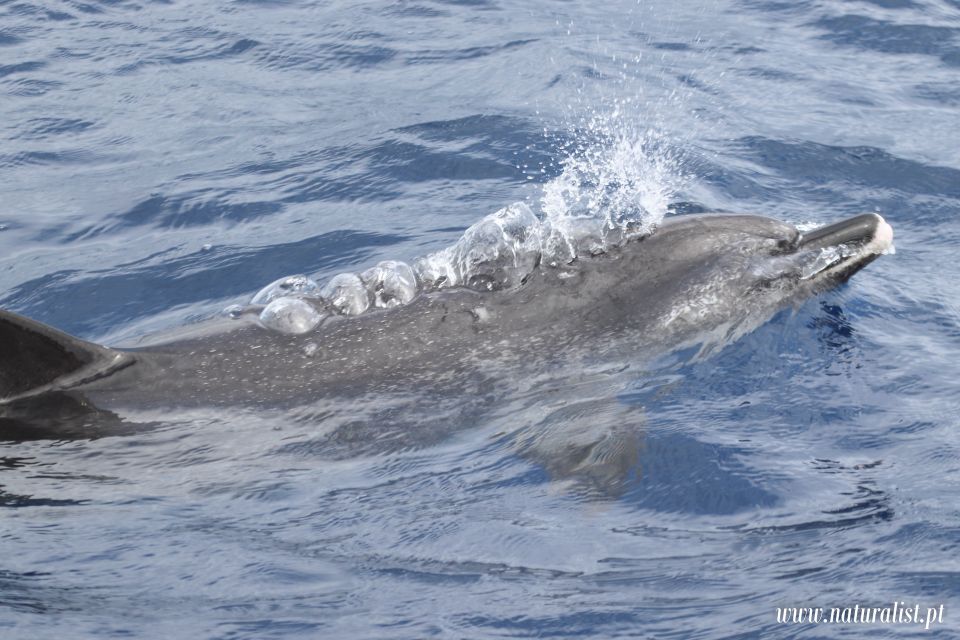Horta: University Startup Whale and Dolphin RIB Boat Trip - Price and value: is $101 worth it?