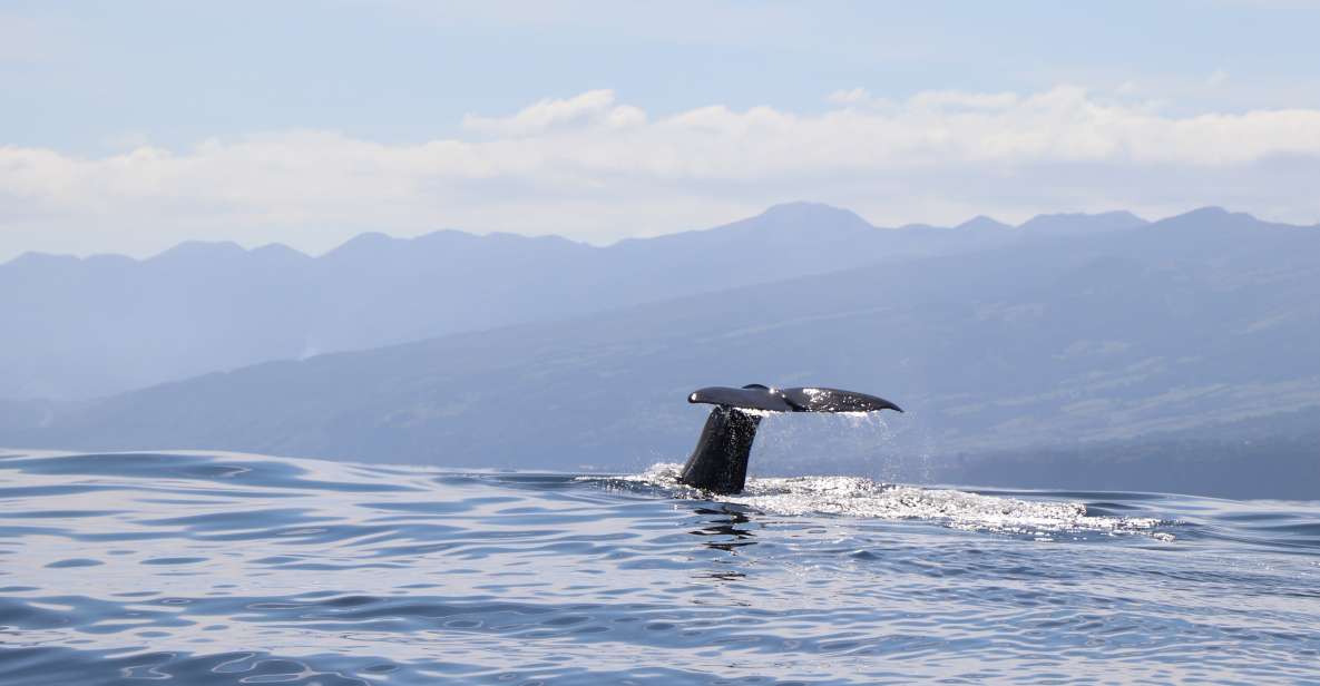 Horta: University Startup Whale and Dolphin RIB Boat Trip - From land spotters to the right patch of ocean