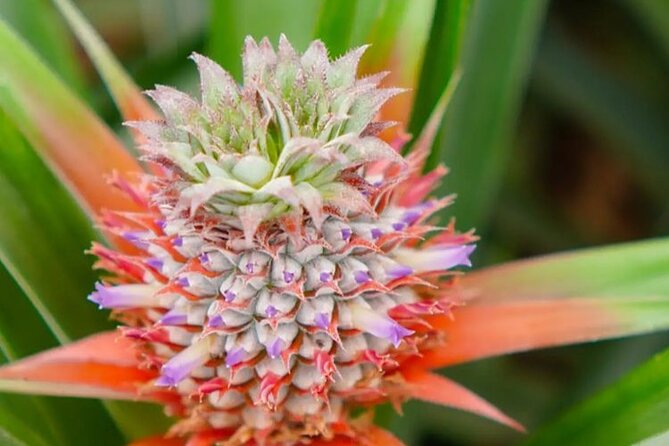 Hot Water Pool Bath Inside Pineapple Plantation & Dinner - Dinner at Herdade do Ananás: biologic local products with pineapple flair