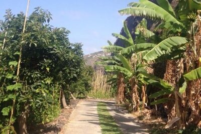 Incredible tour to a 'Faja' with a story - Getting there on Madeira: cable car access and the 10:30 start