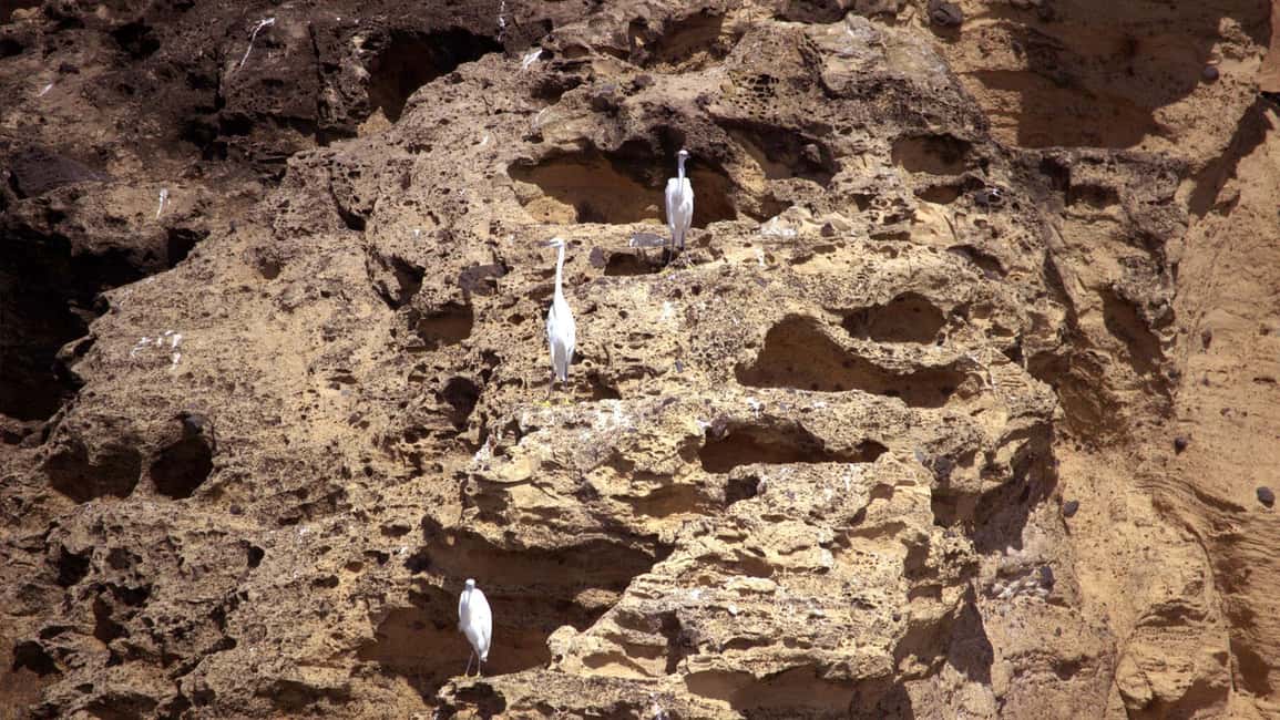 Inside Vila Franca Islet: Guided Nature Reserve Eco Tour - Key things to know before you go