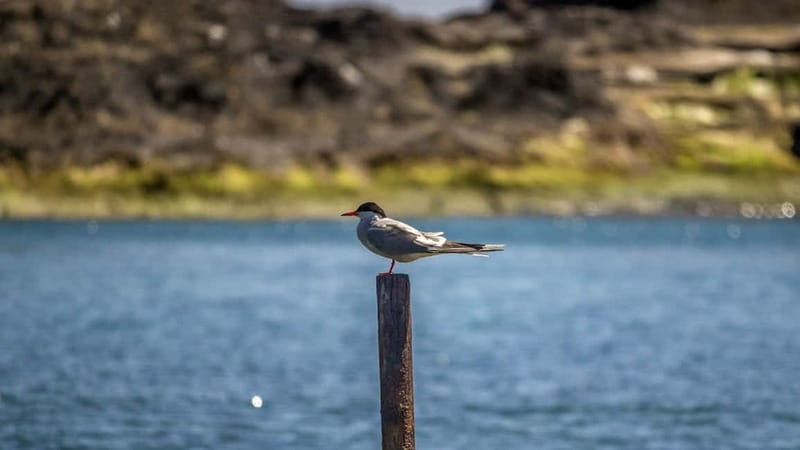 Inside Vila Franca Islet: Guided Nature Reserve Eco Tour - The short boat cruise to the islet: views that start the story