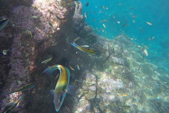 Kayak and Snorkeling Tour in Underwater Nature Reserve Garajau - When Weather Changes the Plan: What Usually Happens