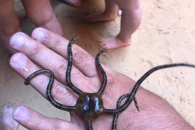 Kayak Tours with Amazing Caves, sea life and Marine Biologist . - The Marine Biologist Story: Caves, Sea Life, and Traditional Fishing