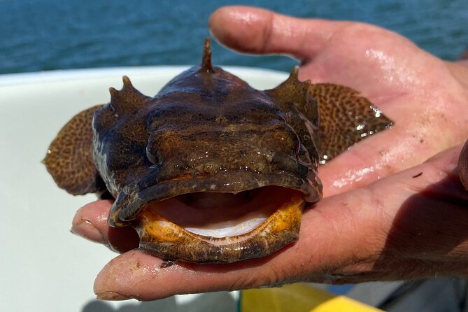 Kayak Tours with Amazing Caves, sea life and Marine Biologist . - Value at About $36: What You’re Paying For