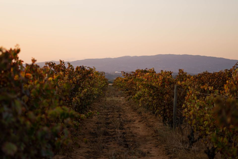 Lagoa: 2.5-Hour Vineyard Dinner with Winetasting - Key things to know before you go