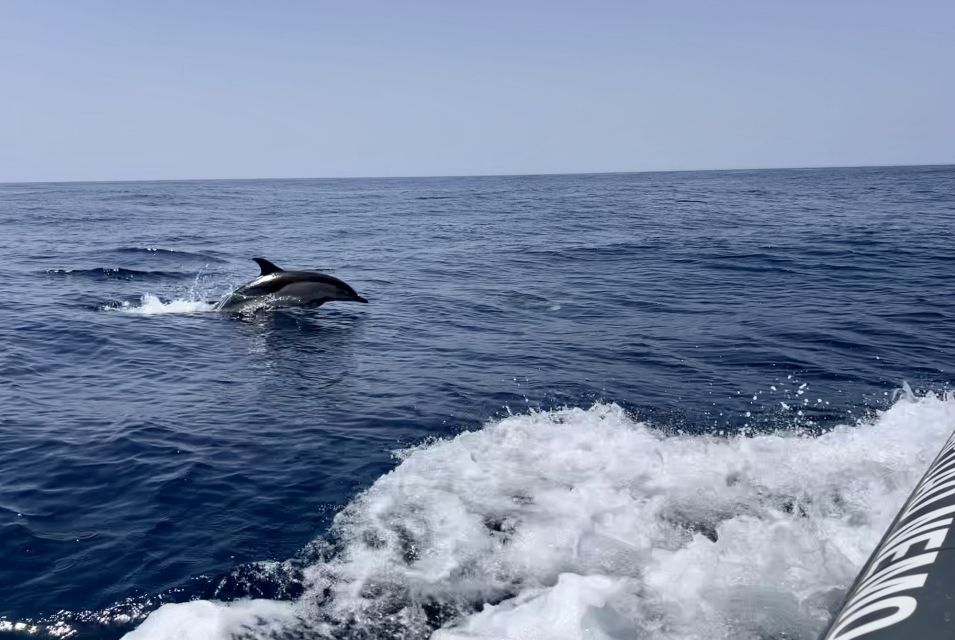 Lagoa: Dolphin Watching & Benagil Tour with Biologist Guide - Out on the Atlantic: spotting dolphins, seabirds, and jellyfish